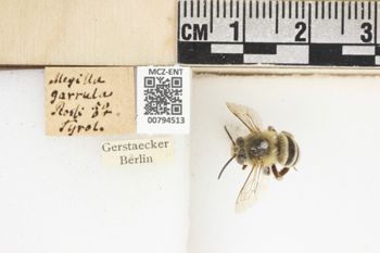 Media type: image;   Entomology 794513 Aspect: labels